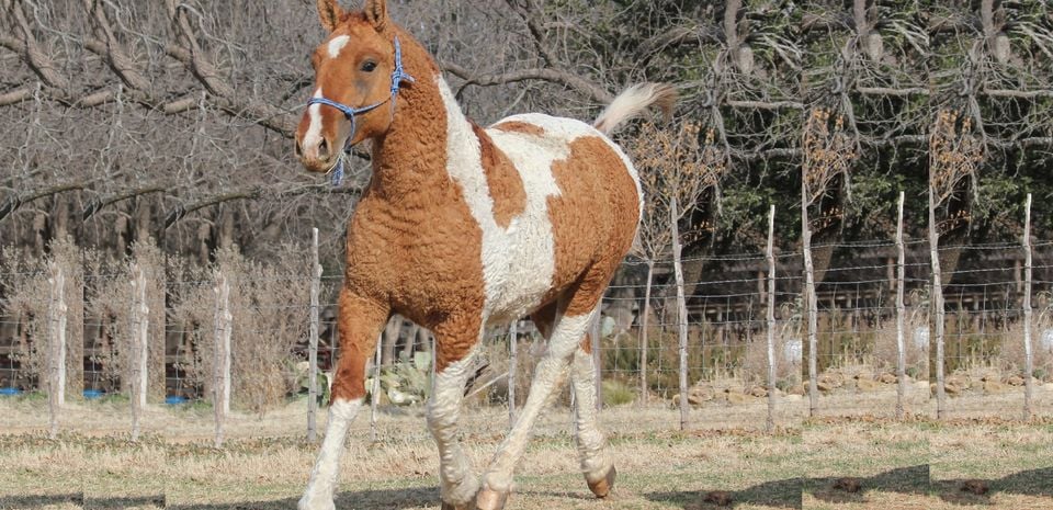 Bashkir Horse